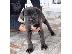 PoulaTo: ΚΑΝΕ ΚΟΡΣΟ CHAMPION PEDIGREE CANE CORSO BLUE GREY